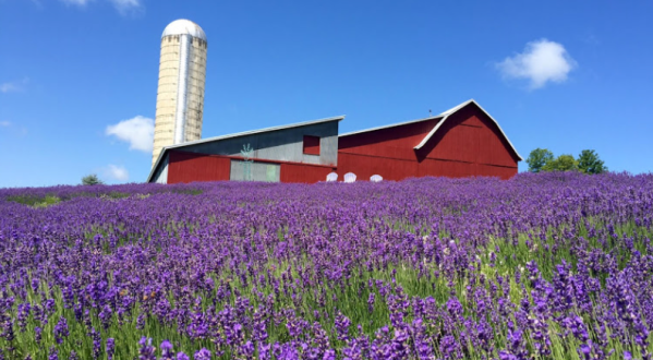 The Endless Fields Of Lavender At Lavender Hill Farm In Michigan Are An Unforgettable Sight