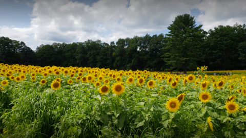 The Sunflower Festival At Coppal House Farm In New Hampshire Is The Bright Spot Your Summer Needs