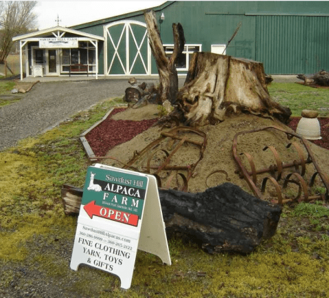 Sawdust Hill Alpaca Farm In Washington Makes For A Fun Family Day Trip