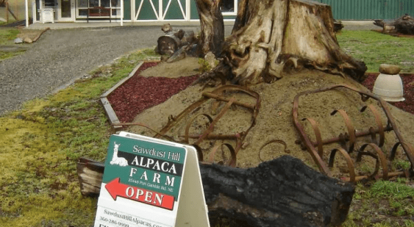 Sawdust Hill Alpaca Farm In Washington Makes For A Fun Family Day Trip