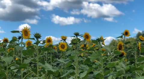 Take A Ride Up To Sunflower Hill To Pick Your Own Sunflowers At Beechwood Farms In South Carolina This Summer