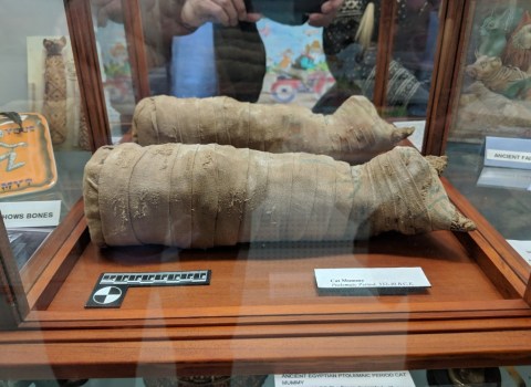 Get Sucked Into The Weird Part Of The Past By Visiting The Unique American Museum Of The House Cat In North Carolina