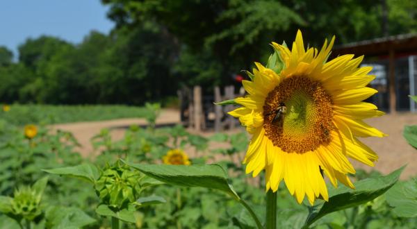 Enjoy Endless Rows Of Summer Sunflowers From Copper Creek Farm In Georgia