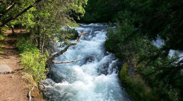 Watch The Alaska Salmon Spawn On The Easy Russian River Falls Trail