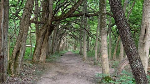 With A Tunnel Of Trees, Sugarcreek Metro Park Might Just Be One Of The Most Impressive Places In All Of Ohio