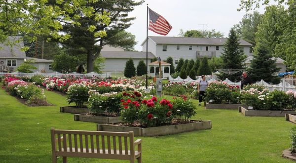 Plan A Visit To Sisson’s Peony Gardens. They Put Rosendale On The Map As The Peony Capital Of Wisconsin