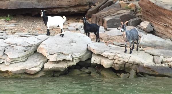Kayak Out To Pettit Bay At Lake Tenkiller In Oklahoma To See An Island Filled With Goats