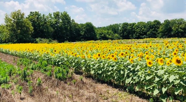 The Sunflower Festival At Kalon’s Korner In Kentucky Is The Bright Spot Your Summer Needs