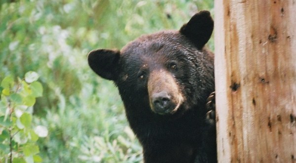 More And More Black Bears Are Being Spotted Throughout Missouri And Here’s What You Should Know