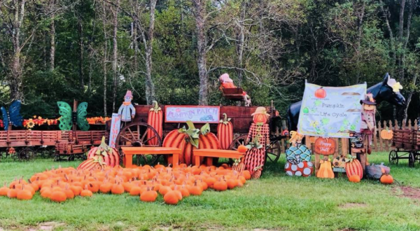 These 7 Awesome Farms And Orchards Are Hiding In Louisiana That You Need To Visit This Fall