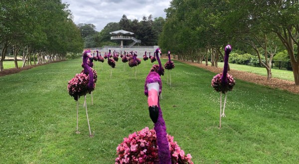 The Pink Flamingo Topiaries At Norfolk Botanical Garden In Virginia Are Wonderfully Bizarre