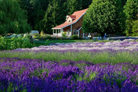 Get Completely Lost In Purple Haze, A Beautiful 12-Acre Lavender Farm In Washington