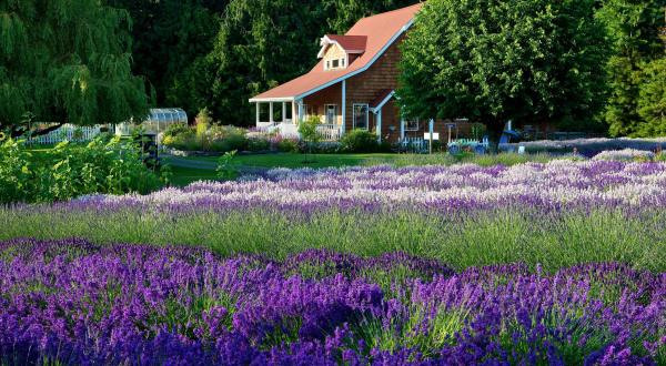 Get Completely Lost In Purple Haze, A Beautiful 12-Acre Lavender Farm In Washington