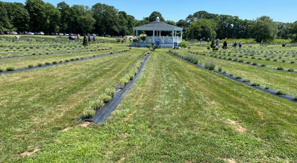 Get Completely Lost In Lavender Waves Farm, A Beautiful 14-Acre Lavender Farm In Rhode Island