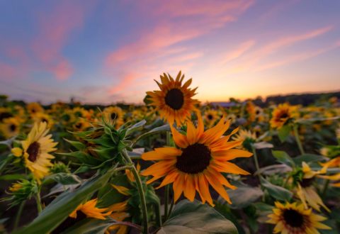 Visit The Sunflower Field In Full Bloom At Verrill Farm In Massachusetts Before They're Gone