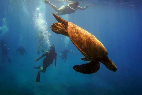 Explore The Underwater World With A Snuba Tour From Aqua Adventures In Hawaii