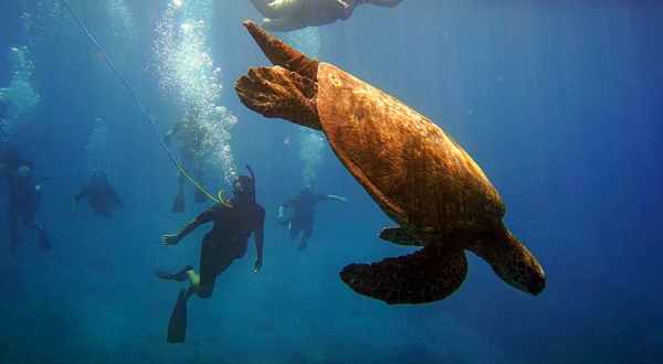 Explore The Underwater World With A Snuba Tour From Aqua Adventures In Hawaii