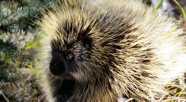 More And More Porcupines Are Being Spotted Throughout West Virginia And Here’s What You Should Know
