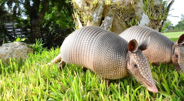 More And More Armadillos Are Being Spotted Throughout South Carolina And Here’s What You Should Know