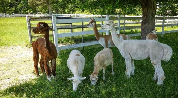 Cuddle The Most Adorable Rescued Farm Animals At West Place Animal Sanctuary In Rhode Island