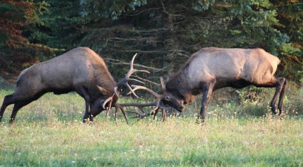 The Fall Elk Viewing Season Is Almost Here, And You’ll Want To Visit Benezette
