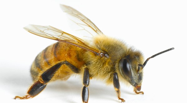 Few People Know That Honey Bees Are The Official Insect Of The Pelican State And Here’s What You Should Know