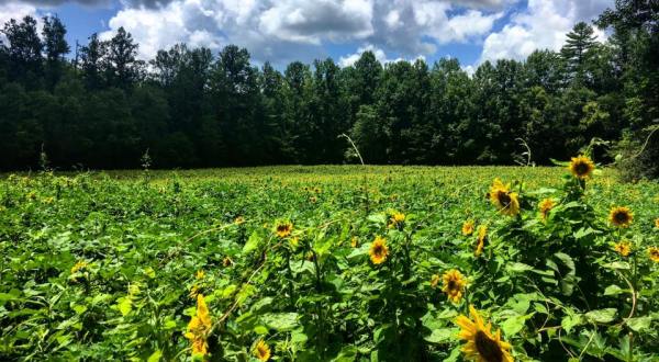 Surround Yourself With Sunflowers At Smithgall Woods State Park In Georgia