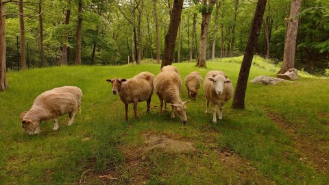 If You Want To See Animals Up Close And Personal, Head On Over To Safe Haven Farm Sanctuary In New York