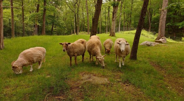 If You Want To See Animals Up Close And Personal, Head On Over To Safe Haven Farm Sanctuary In New York