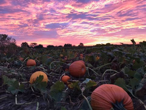 Johnson's Corner Farm Might Just Be The Most Fun-Filled Fall Farm In All Of New Jersey
