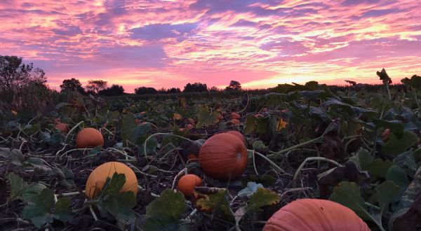 Johnson’s Corner Farm Might Just Be The Most Fun-Filled Fall Farm In All Of New Jersey