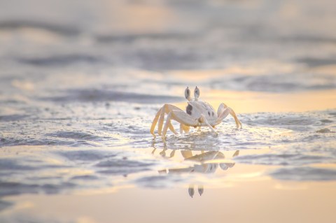 Search For Itty Bitty Ghost Crabs At Delaware's Cape Henlopen State Park After Dark