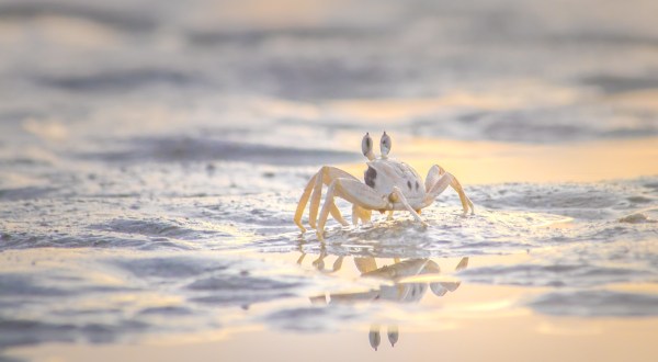 Search For Itty Bitty Ghost Crabs At Delaware’s Cape Henlopen State Park After Dark