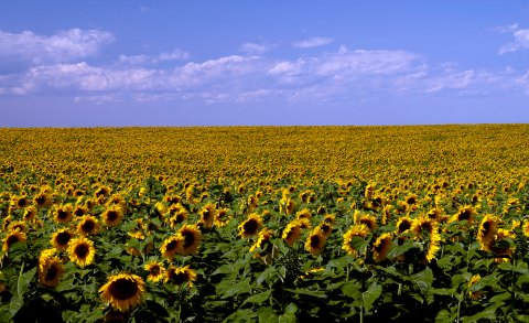 The Sunflowers Are Blooming In North Dakota, And It's Truly A Sight To Marvel Over