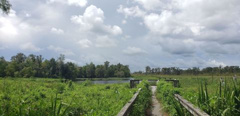 The Mandalay Nature Trail Near New Orleans Is A Brief But Beautiful Walk Through The Wetlands