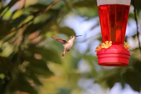 Thousands Of Hummingbirds Are Headed Straight For New Hampshire This Fall