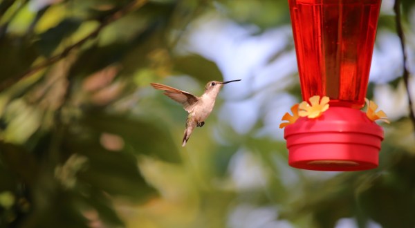 Thousands Of Hummingbirds Are Headed Straight For New Hampshire This Fall