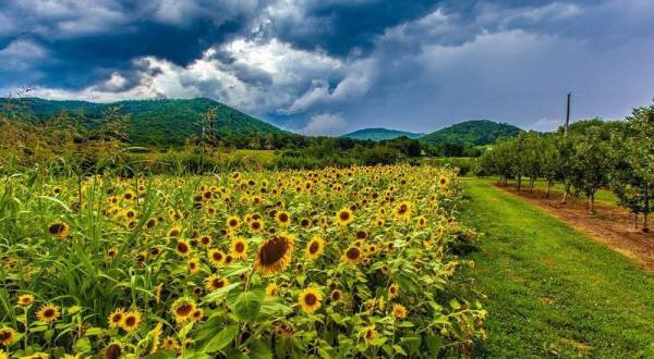 Surround Yourself With Sunflowers At The Peaks Of Otter Winery In Virginia