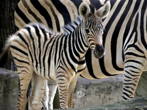 Help Name The New Baby Zebra At Cape May County Zoo In New Jersey