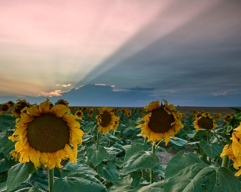 Don't Miss Your Chance To See A Gigantic Field Of Sunflowers In Full Bloom In Colorado