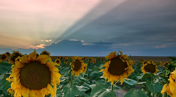 Don’t Miss Your Chance To See A Gigantic Field Of Sunflowers In Full Bloom In Colorado
