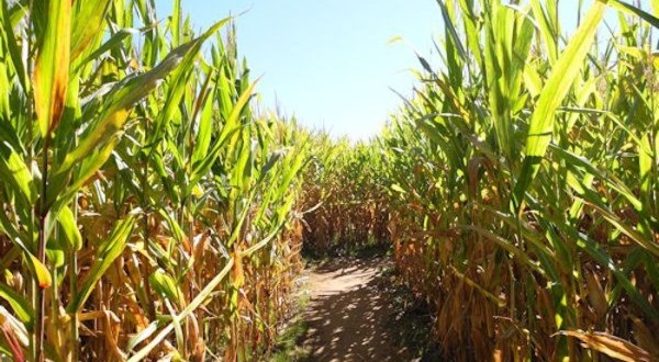 The Buford Corn Maze In Georgia Has Been Voted One Of The Top Autumn Mazes In The Country