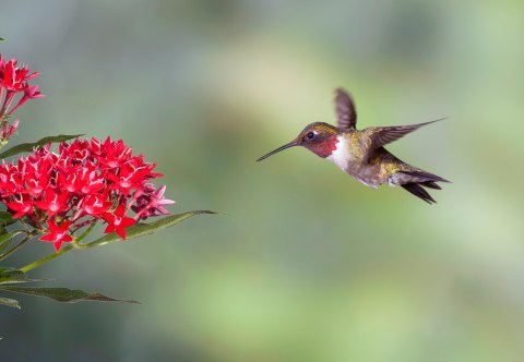 Thousands Of Hummingbirds Are Headed Straight For Maine This Fall