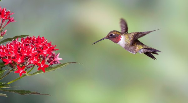 Thousands Of Hummingbirds Are Headed Straight For Maine This Fall