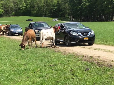 You Don't Even Have To Leave Your Car At Hidden Valley Animal Adventure A Unique Safari Experience In New York