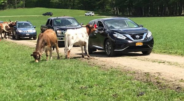 You Don’t Even Have To Leave Your Car At Hidden Valley Animal Adventure A Unique Safari Experience In New York