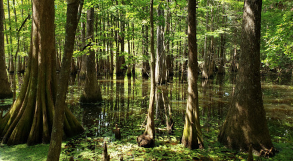 Hike To An Emerald Lagoon On This Easy Trail In Louisiana