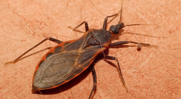 Record Numbers Of Kissing Bugs Have Been Spotted Throughout Texas And Here’s What You Need To Know