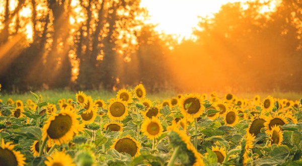 There’s A Sunflower Maze In Missouri That’s Just As Magnificent As It Sounds