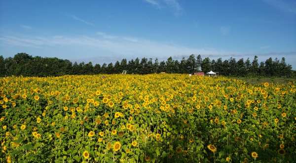 Surround Yourself With Sunflowers At Graham’s U-Pick Farms In Florida